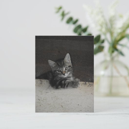 Tinker Kitten Postkarte (Stehend Vorderseite)