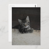 Tinker Kitten Postkarte (Vorne/Hinten)