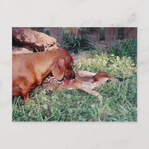 TINKERBELL #2 POSTCARD THE BABY SITTER POSTKARTE