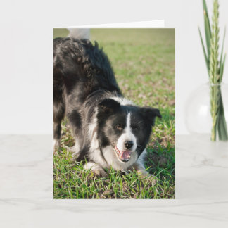 Tino The Border Collie - Spielbereit Karte