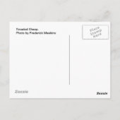 Tinseled Sheep Postkarte (Rückseite)