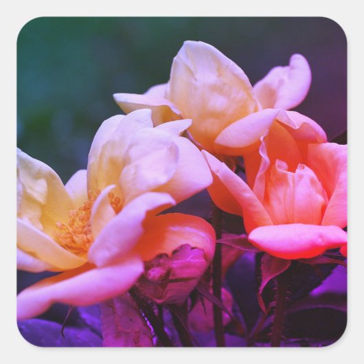 Tinte Rosenknospe floral Quadratischer Aufkleber (Vorderseite)