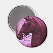 Tinted Saddlebred Magnet (Vorderseite/Rückseite)