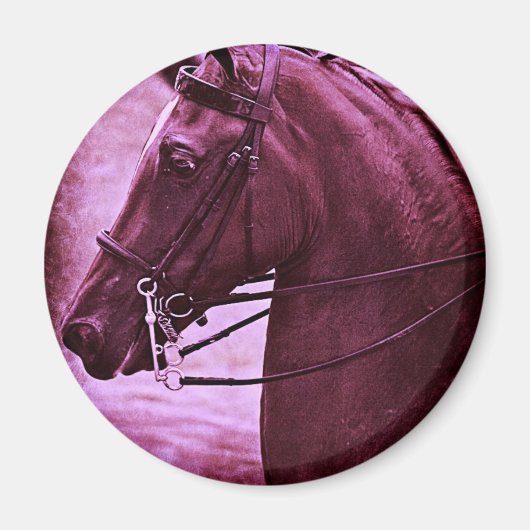 Tinted Saddlebred Magnet (Vorne)