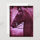 Tinted Saddlebred Postkarte (Vorne/Hinten)