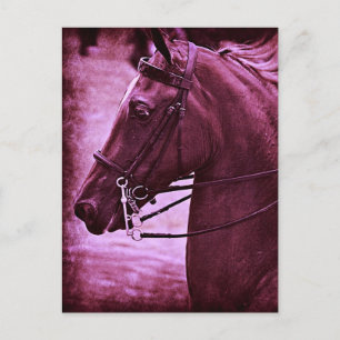Tinted Saddlebred Postkarte