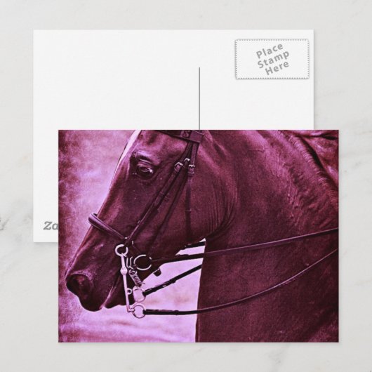 Tinted Saddlebred Postkarte (Vorne/Hinten)