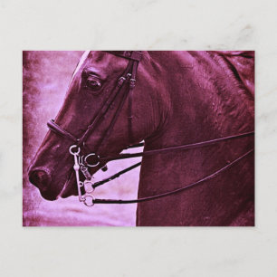 Tinted Saddlebred Postkarte