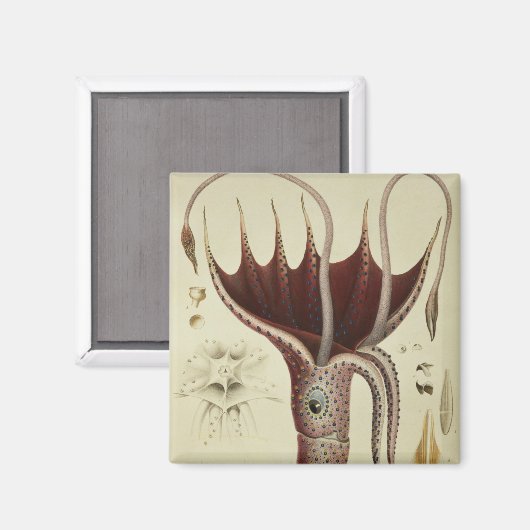 Tintenfisch, Absatz 2 von "Histoire Naturelle Magnet (Vorderseite/Rückseite)