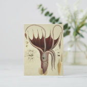 Tintenfisch, Absatz 2 von "Histoire Naturelle Postkarte (Stehend Vorderseite)