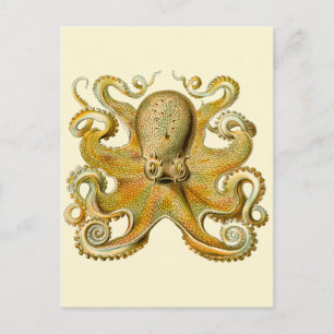 Tintenfisch Antiquität Illustration Meeresschmonst Postkarte