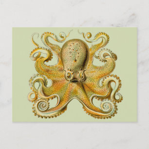 Tintenfisch Antiquität Illustration Meeresschmonst Postkarte