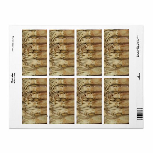 Tintenfisch - Calamari (Vorne)