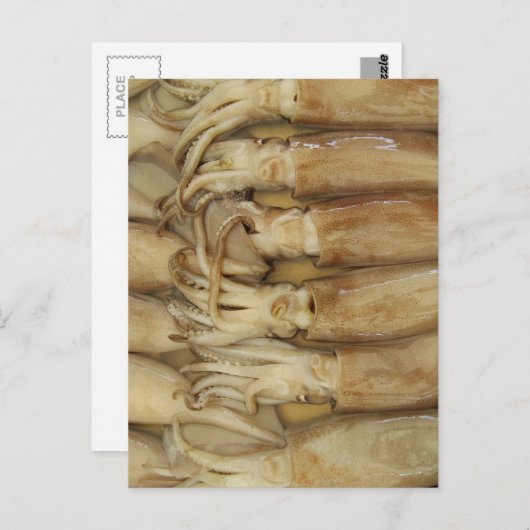 Tintenfisch - Calamari Postkarte (Vorne/Hinten)