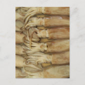 Tintenfisch - Calamari Postkarte (Vorderseite)