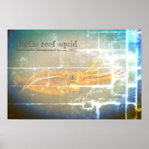 Tintenfisch des Bigfin-Riffs, Sepioteuthis lekonia