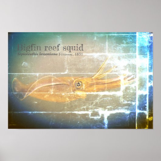 Tintenfisch des Bigfin-Riffs, Sepioteuthis lekonia Poster (Vorne)