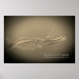 Tintenfisch des Bigfin-Riffs, Sepioteuthis lekonia Poster