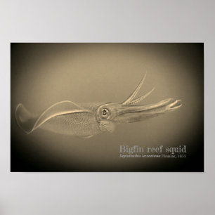 Tintenfisch des Bigfin-Riffs, Sepioteuthis lekonia Poster