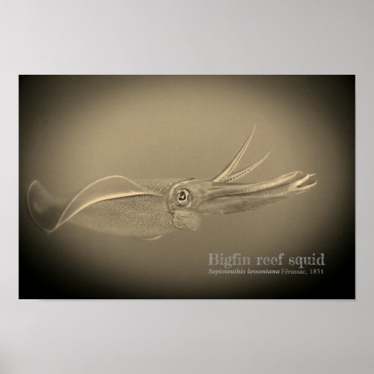 Tintenfisch des Bigfin-Riffs, Sepioteuthis lekonia Poster (Vorne)