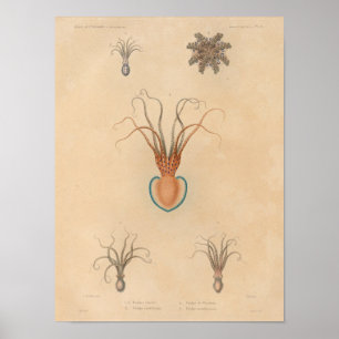 Tintenfisch Gelb Blau Vintage Meerestiere Kunst Dr Poster