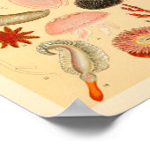 Tintenfisch Jellyfish Sea Life Collection Poster (Ecke)