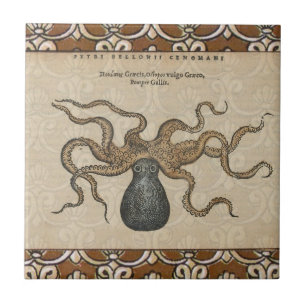 Tintenfisch Kraken Antik Küsten Meeresfauna Fliese