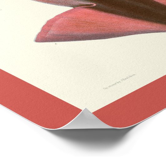 Tintenfisch Lila Cephalopod Sea Kreaturen Art Druc Poster (Ecke)