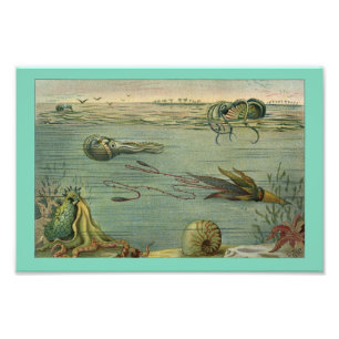 Tintenfisch Meeresleben Oktopus Vintage 1904 Druck