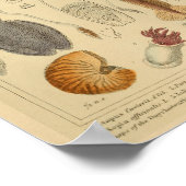 Tintenfisch Octopus Cephalopod Sea Kreaturen Art D Poster (Ecke)