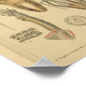 Tintenfisch Octopus Cephalopod Sea Kreaturen Art D Poster (Ecke)