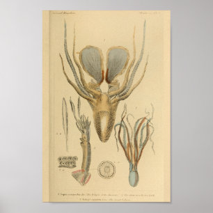 Tintenfisch Octopus Cephalopod Sea Kreaturen Art D Poster