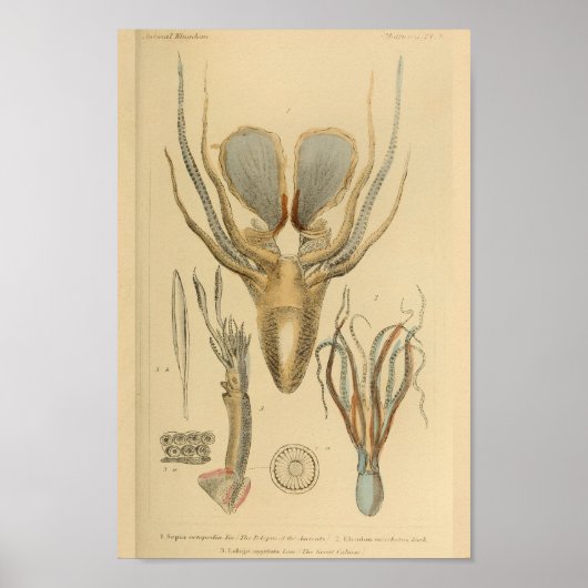 Tintenfisch Octopus Cephalopod Sea Kreaturen Art D Poster (Vorne)
