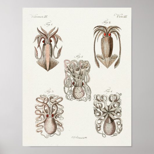 Tintenfisch Octopus Cephalopod Sea Kreaturen Art D Poster (Vorne)