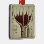 Tintenfisch, Pl.2 von 'Histoire Naturelle Ornament Aus Metall (Rechts)