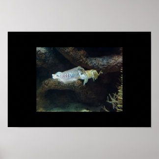 Tintenfisch Poster
