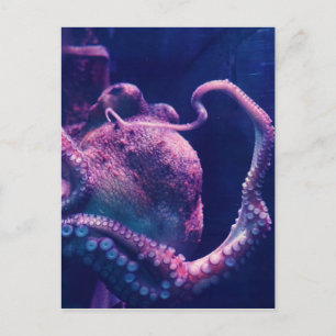 Tintenfisch Postkarte