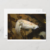 Tintenfisch Postkarte (Vorne/Hinten)