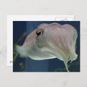 Tintenfisch Postkarte (Vorne/Hinten)