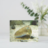 Tintenfisch Postkarte (Stehend Vorderseite)