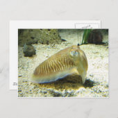 Tintenfisch Postkarte (Vorne/Hinten)