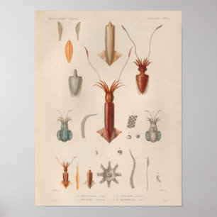 Tintenfisch Rot Blau Vintage Meerestiere Kunst Dru Poster