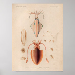 Tintenfisch Rot Vintage Meerestiere Kunst Druck Poster