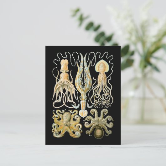 Tintenfisch u. Krake Postkarte (Stehend Vorderseite)