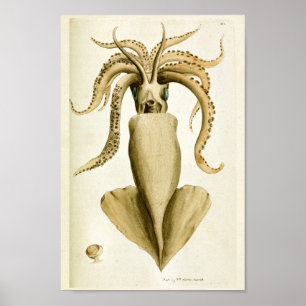 Tintenfisch Vintage Cephalopod Sea Kreaturen Art D Poster