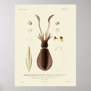 Tintenfisch Vintage Kopffüßer Meerestiere Kunst dr Poster