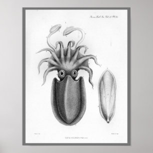 Tintenfisch Vintage Kopffüßer Meerestiere Kunst dr Poster