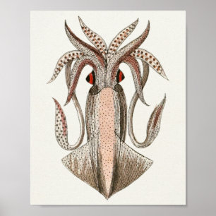 Tintenfisch Vintage Kopffüßer Meerestiere Kunst dr Poster