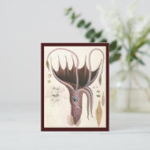 Tintenfisch, Vintage Meerestiere (Stehend Vorderseite)