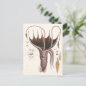 Tintenfisch, Vintage Meerestiere Postkarte (Stehend Vorderseite)